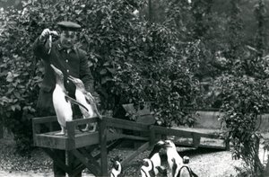 Gentoo Penguins, on Their Diving Board, Being Fed Fish by Keeper Albert White, While Black-Footed Penguins Look On, London Zoo, 1914